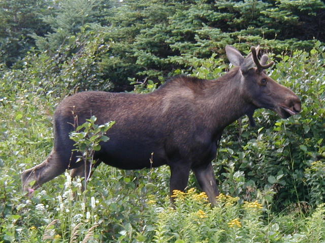 Moose