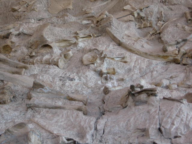 Dinosaurs