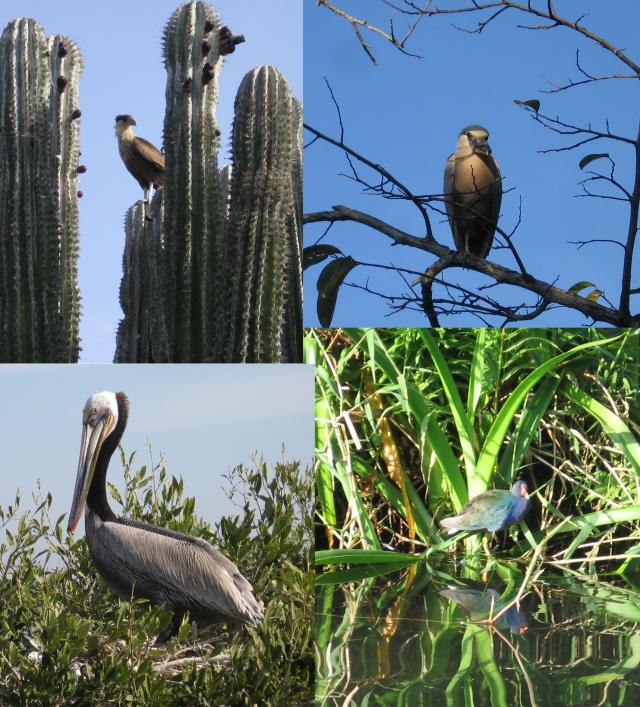 Birds