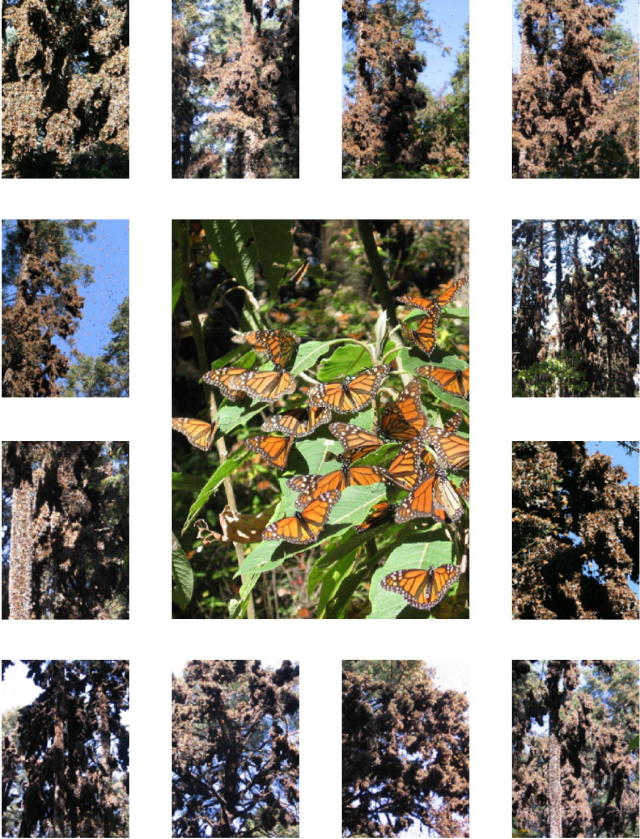 Monarch Butterflies