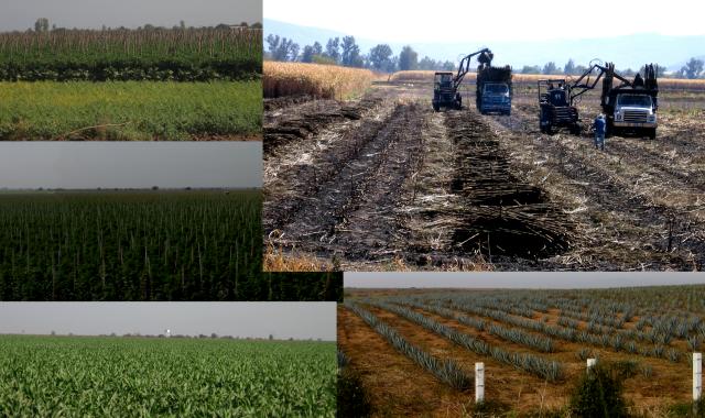 Crops