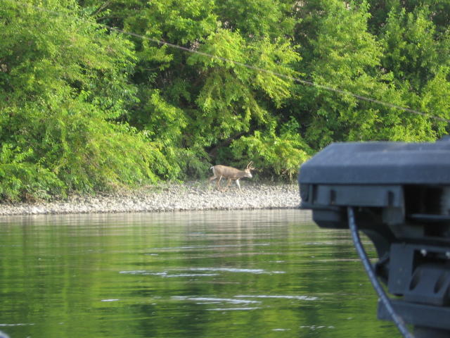 Deer