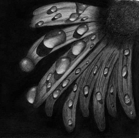 Daisy with rain drops Daisy with rain drops
