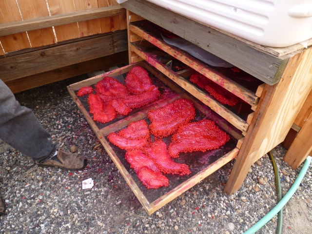 Salmon eggs