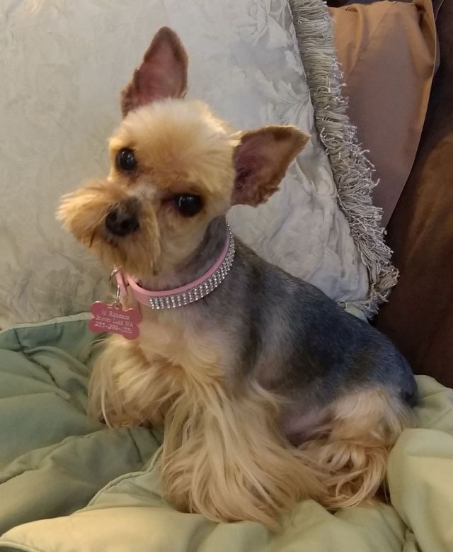 Dazzie