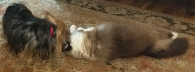 Max and Maya