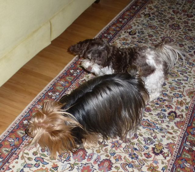 Max, Xochitl