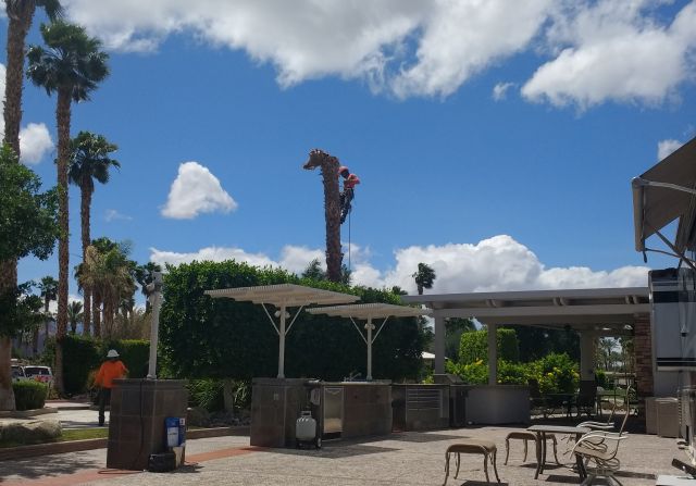 Palm tree