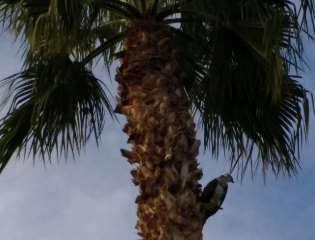 Osprey