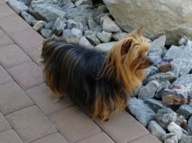 Max