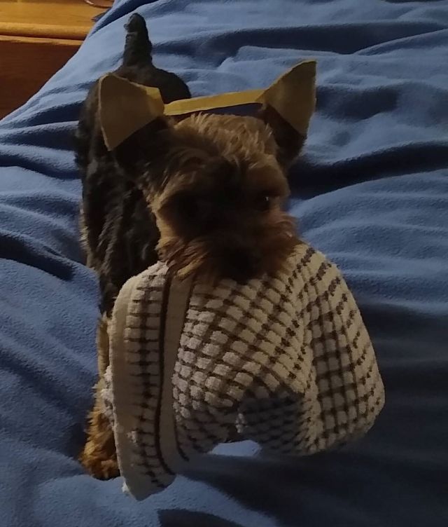 Bo