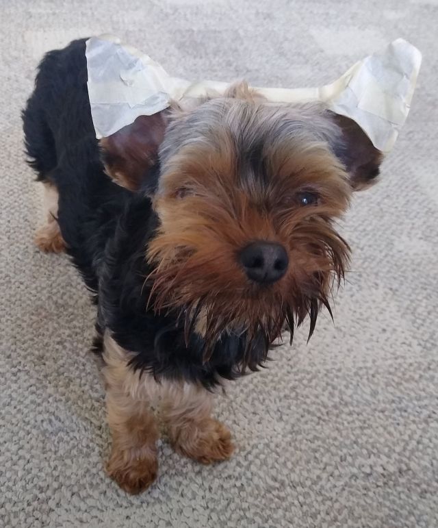 Bo