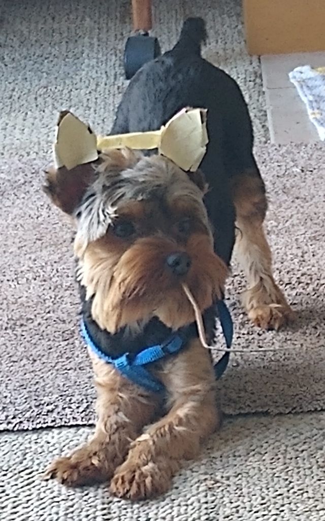 Bo