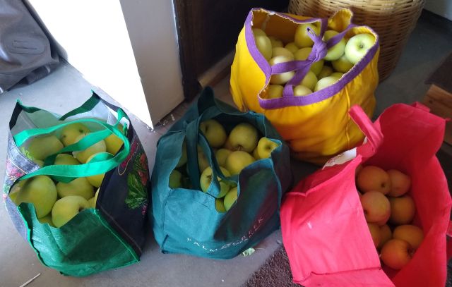Apples Apples