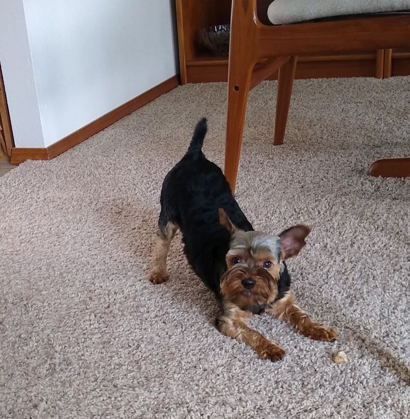 Bo