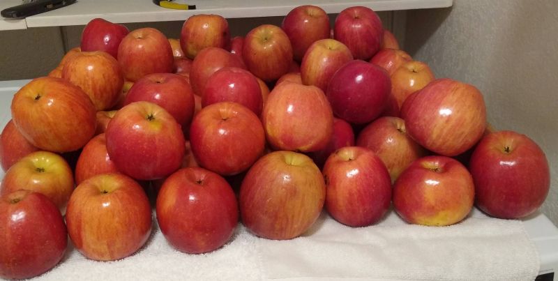 Apples