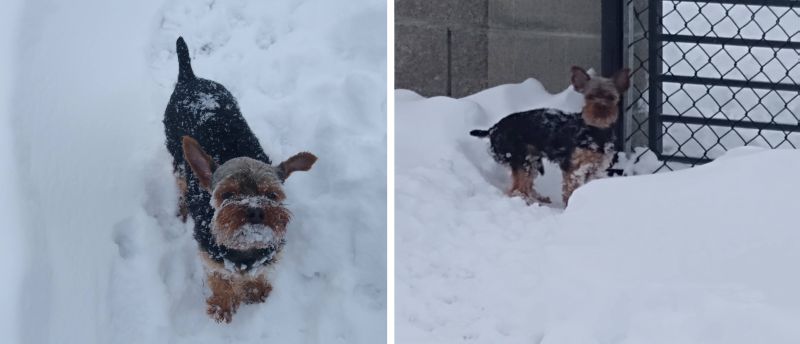Bo Snow