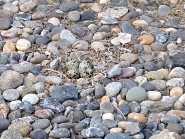 Killdeer eggs