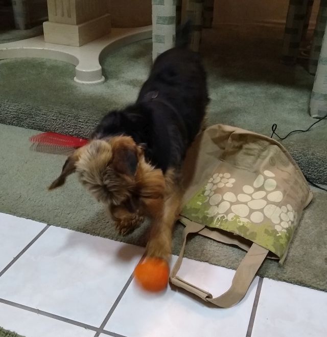 Bo
