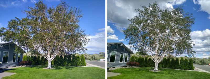Birch tree