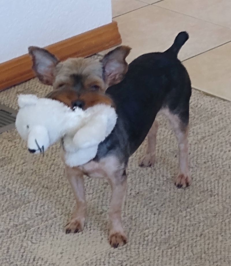 Bo