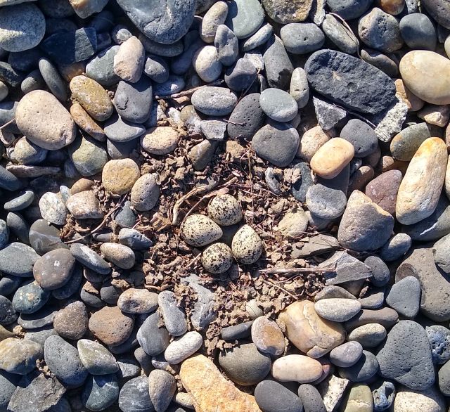 Killdeer eggs