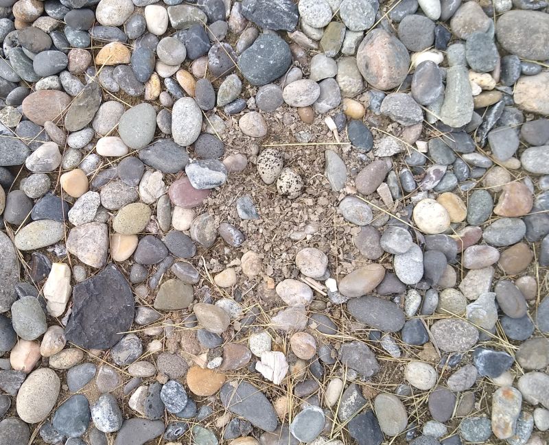Killdeer eggs