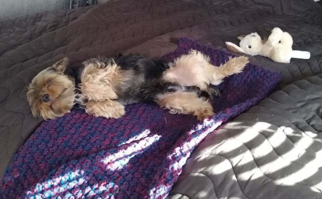 Lazy Bo Lazy Bo