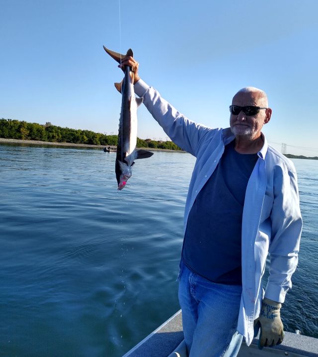 Sturgeon Sturgeon