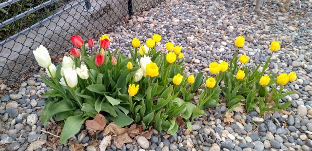 Tulips