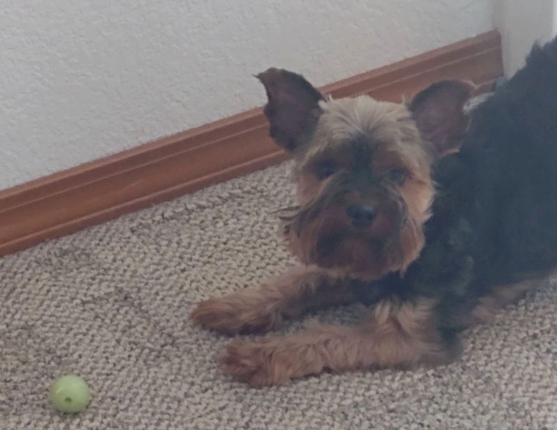 Bo