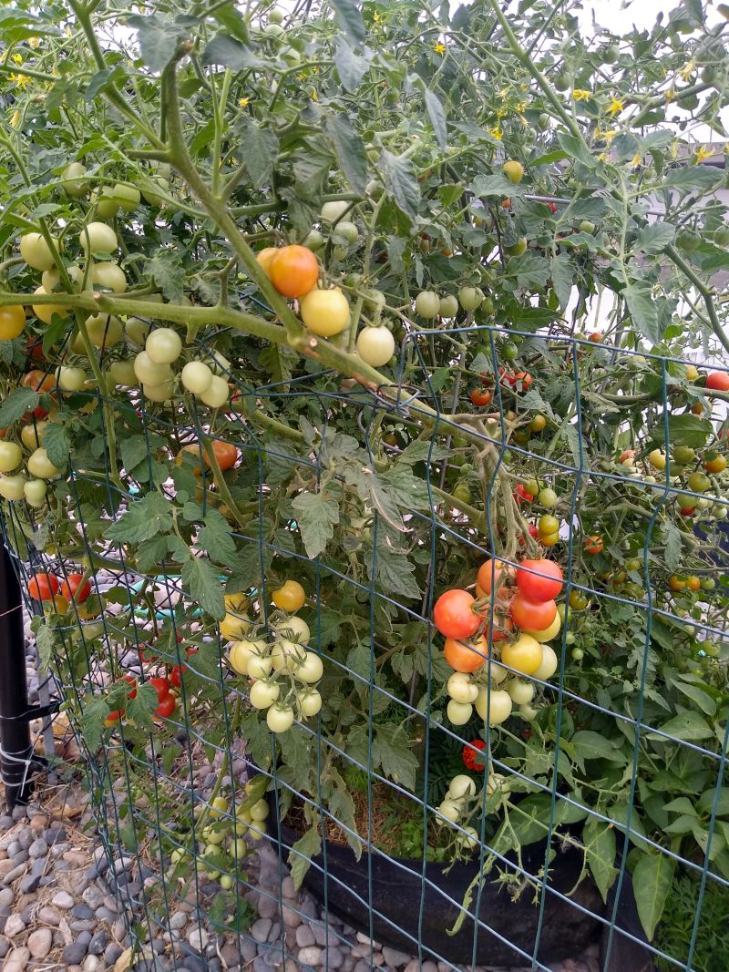 Tomatoes