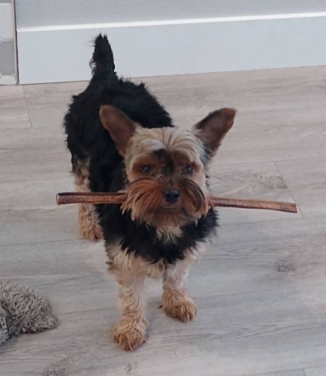 Bo