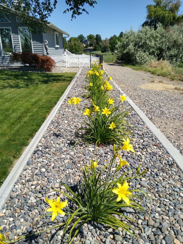 Day lilies
