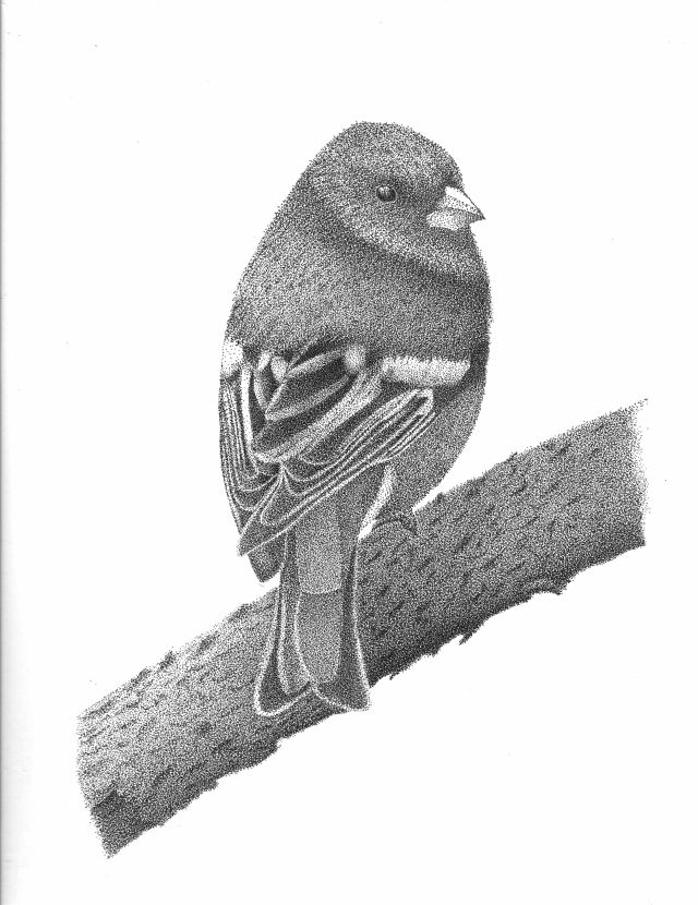 Dot bird