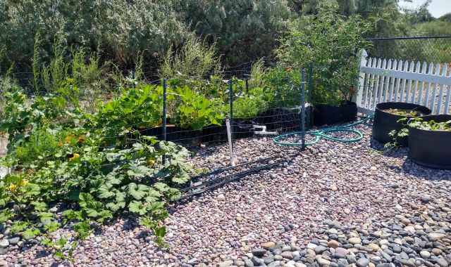 Garden