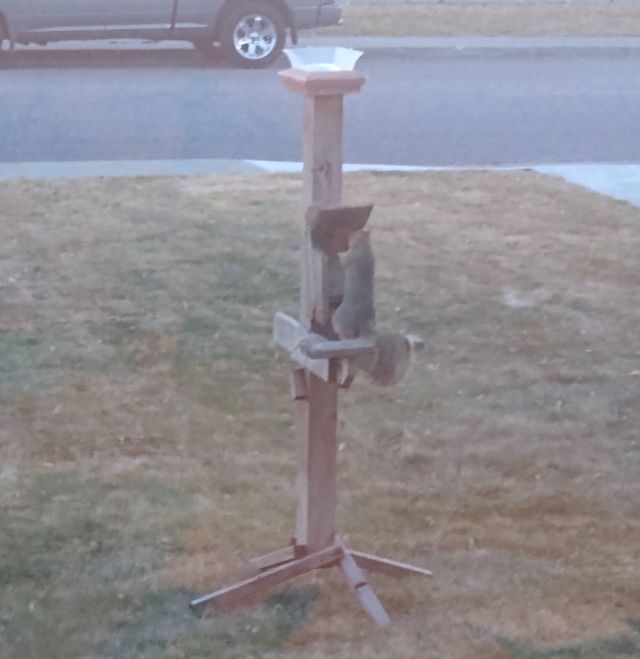 Squirrel