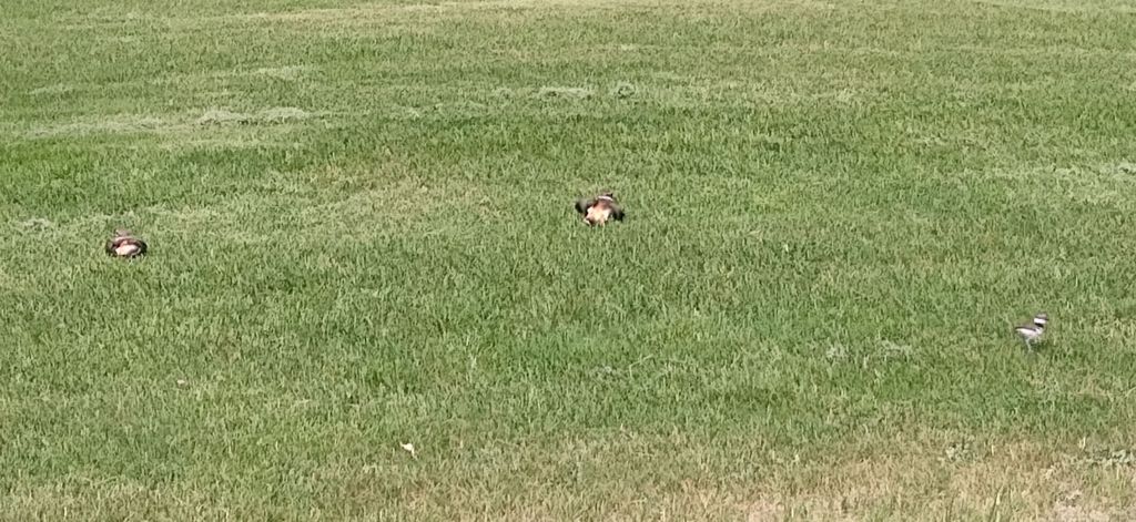Killdeer