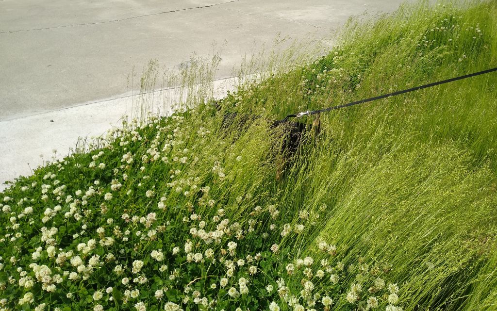 No Mow May