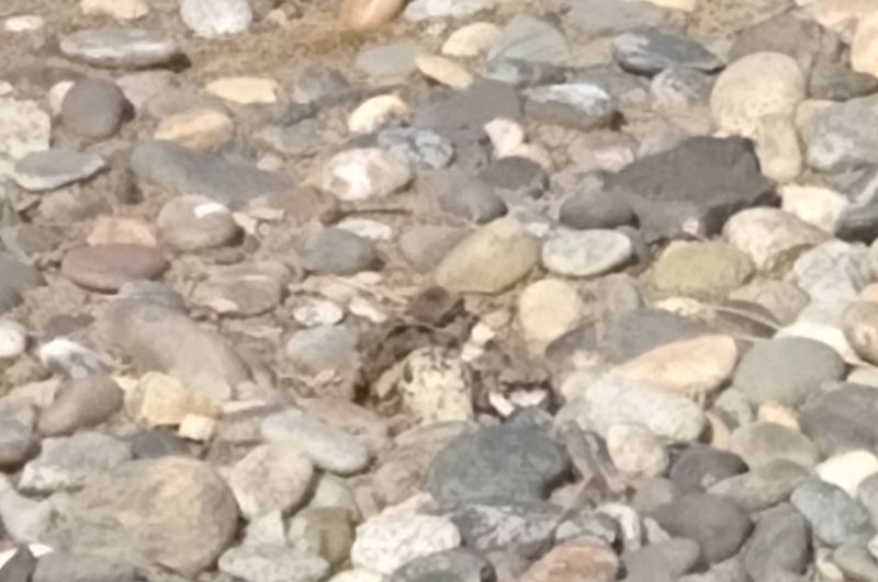 Killdeer Killdeer