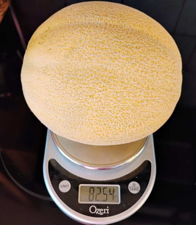 Cantalope Cantalope