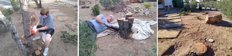 Acacia removal Acacia removal