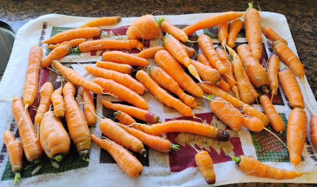 Carrots Carrots
