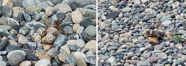 Killdeer Killdeer