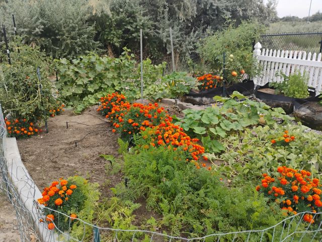 Garden Garden