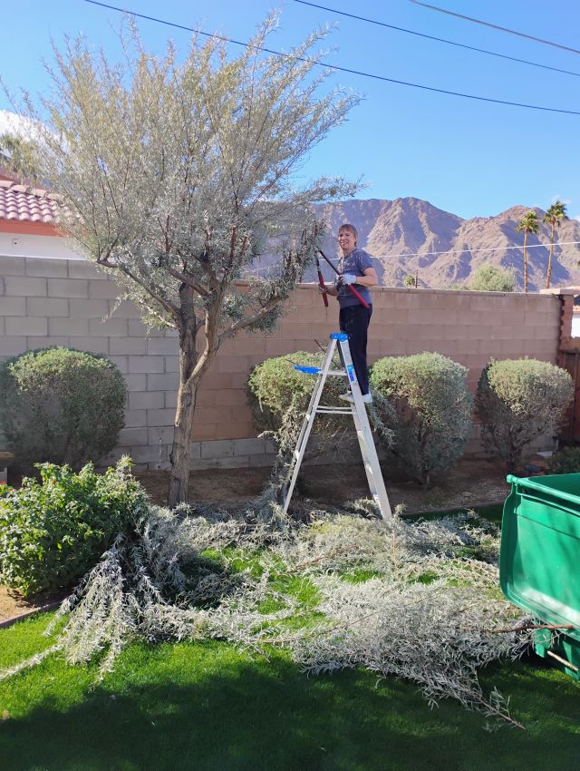 Tree trimming Tree trimming