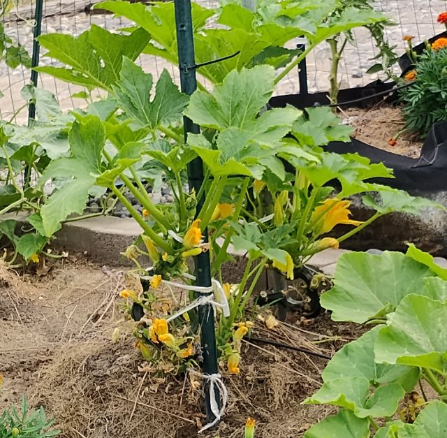 Vertical squash plants Vertical squash plants
