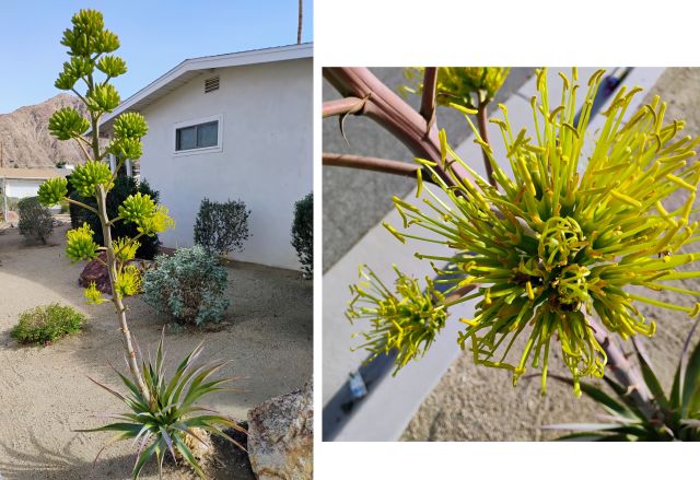Cactus Cactus