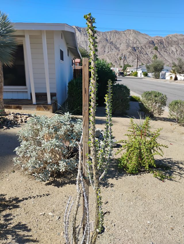 Ocotillo Ocotillo