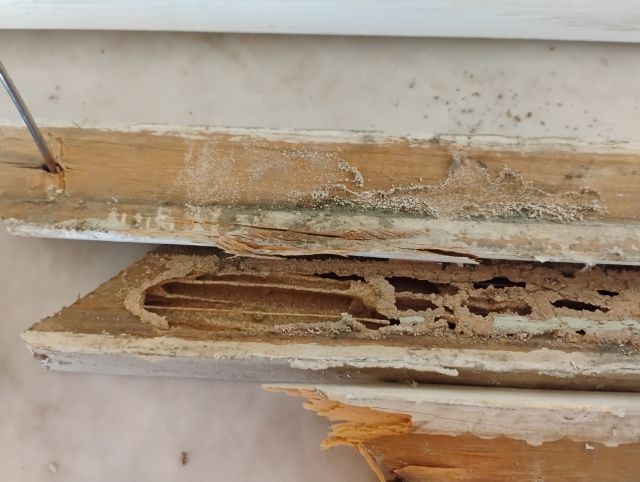 Termite damage Termite damage